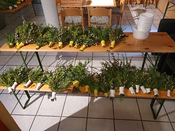 Foto vom Palmbuschenbinden