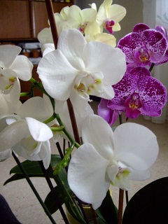 Foto riesengro&szlig;er Orchideenbl&uuml;ten