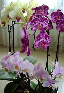 Foto von farbenpr&auml;chtigen Phalaenopsis-Orchideen
