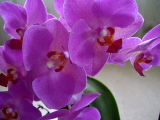 Foto einer bl&uuml;tenreichen kleinbl&uuml;tigen Orchidee