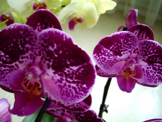 Foto einer roten Tigerorchidee