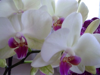 Foto einer wei&szlig;en Orchidee